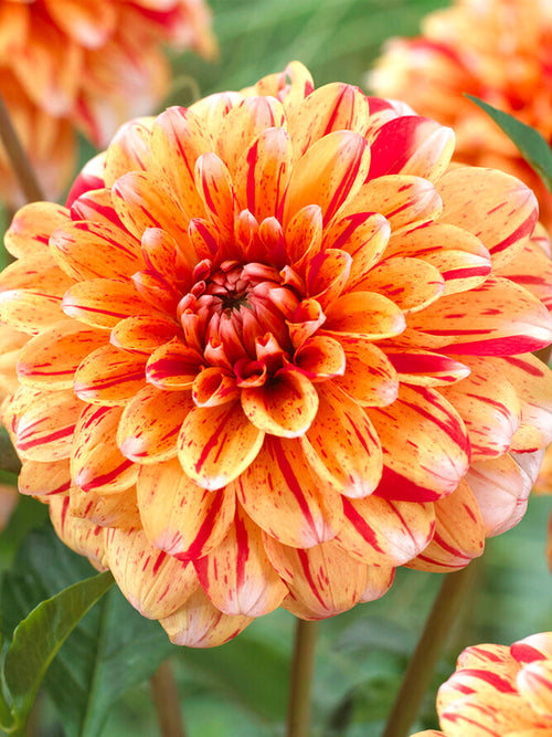 Achat bulbes dahlias Striped Nagano 