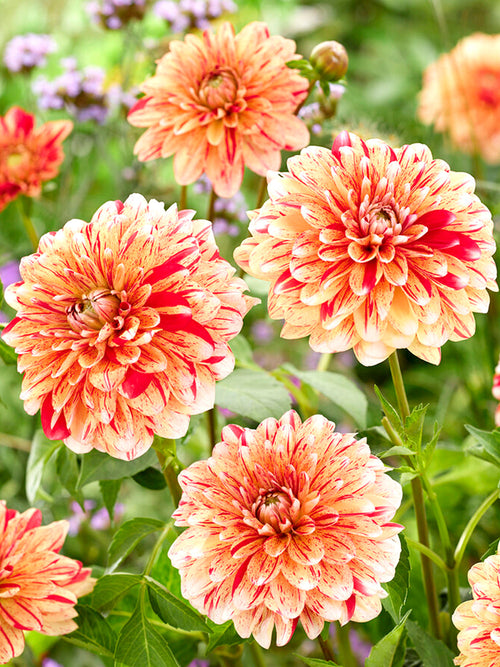 Dahlia Striped Nagano 