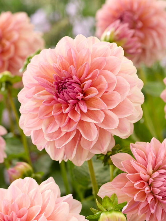 Tubercules de Dahlia Sturm Sweet Maria, livraison au printemps pour une plantation printanière