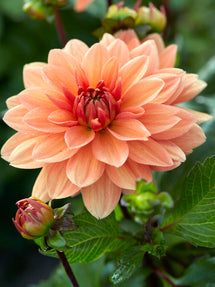 Dahlia Summer Flame