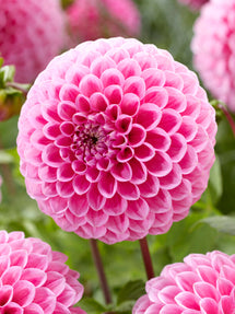 Dahlia Sweet Fabienne