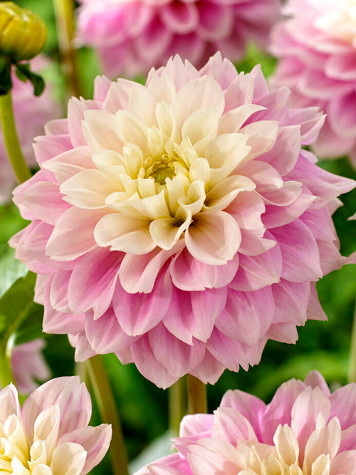 Buy Dahlia Sweet Love Tubers