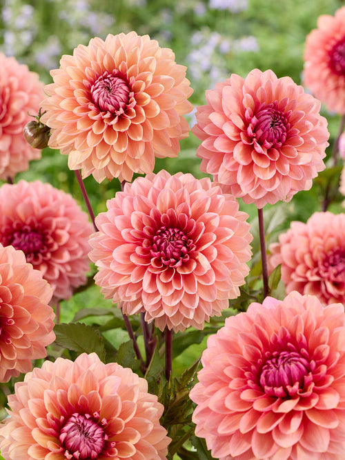 Acheter des tubercules de Dahlia Sweet Sanne pour le jardin d'été