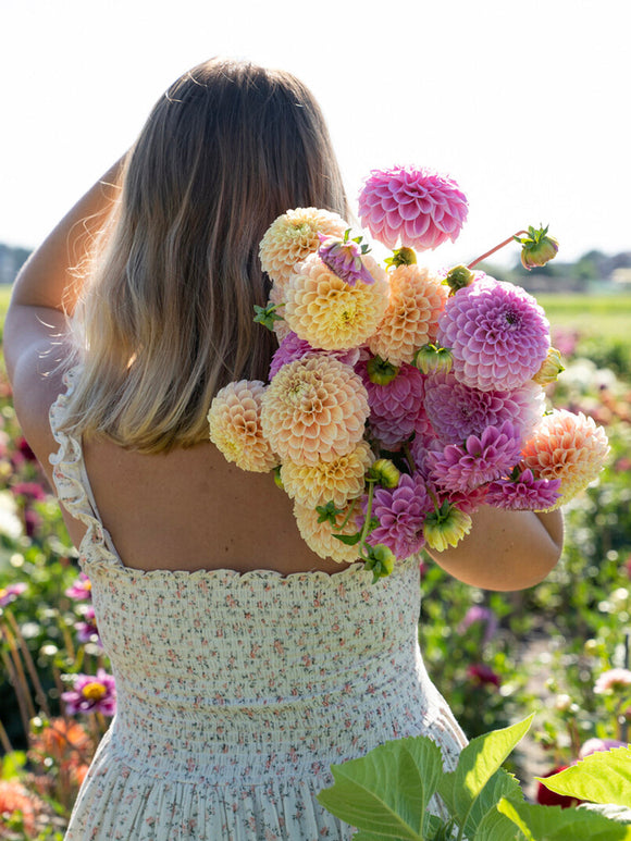 Tubercules de Dahlia Sweet Suzanne aux fleurs pêche et rose poudré