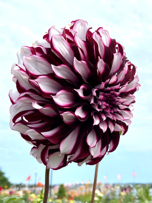 Commandez vos Dahlia Tartan pour les recevoir au printemps !