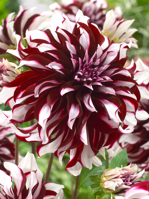 Achat bulbes dahlias Tartan 