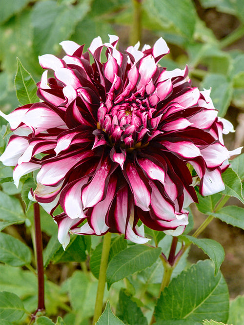 Achat bulbes dahlias Tartan