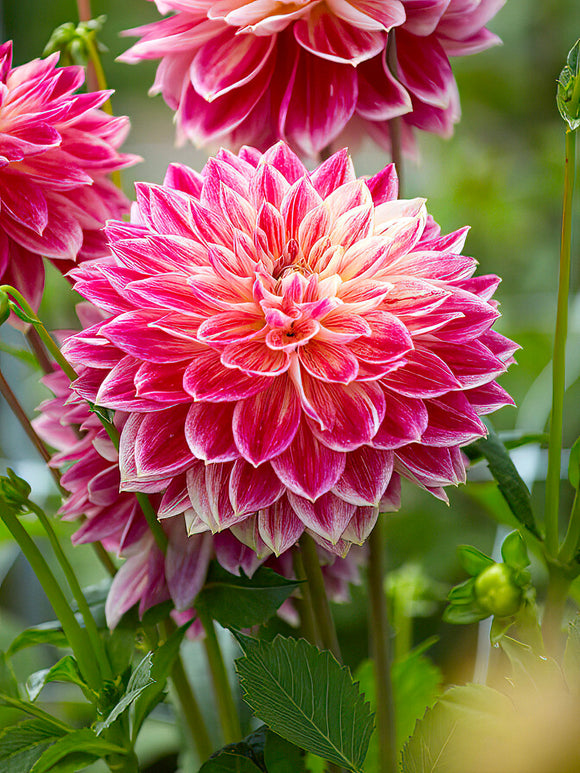 Grande fleur du dahlia ‘Temple of Beauty’