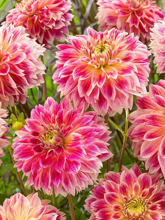 Dahlia géant rose au jardin