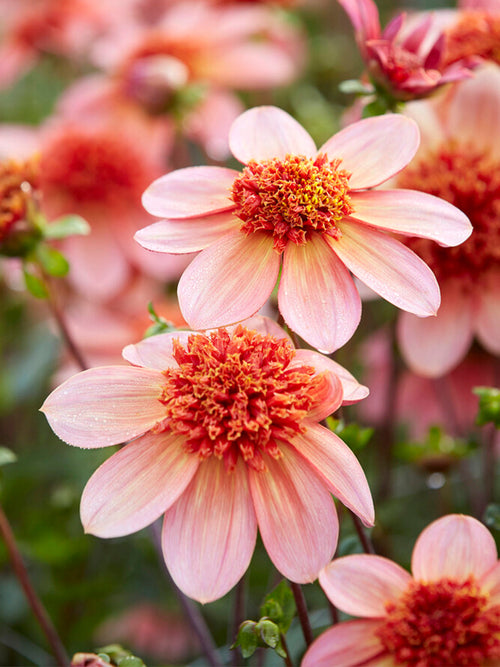 Dahlia Totally Tangerine