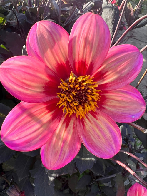 Commandez vos Dahlia Tricolore pour les recevoir au printemps !
