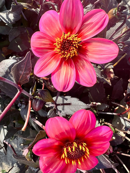 Dahlia Tricolore