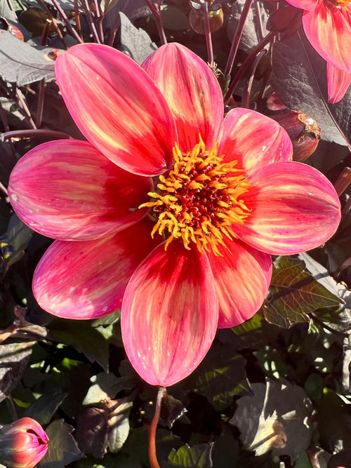 Achat bulbes dahlias Tricolore