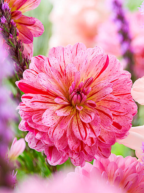 Fleur double du dahlia ‘Tropical’
