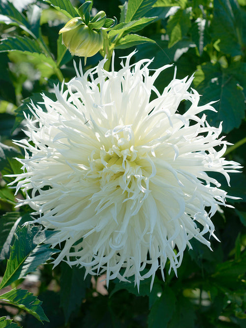 Dahlia Tsuki Yori No Shisha avec de grandes fleurs blanches aux pétales finement découpés.