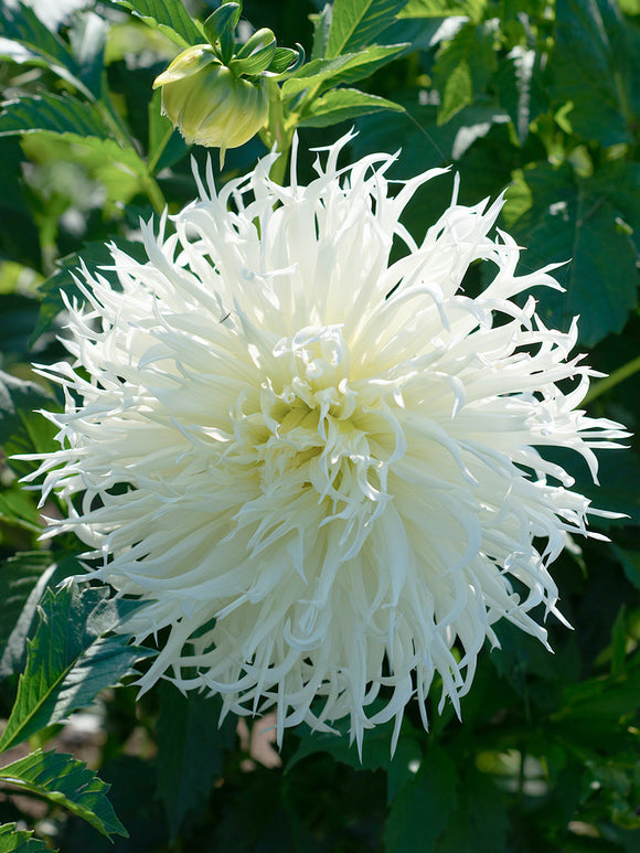 Dahlia Tsuki Yori No Shisha avec de grandes fleurs blanches aux pétales finement découpés.