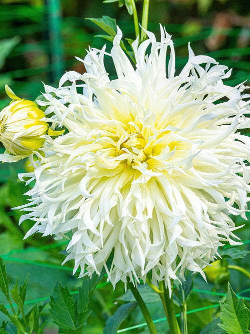 Dahlia Tsuki Yori No Shisha en fleurs avec de grandes fleurs blanches très graphiques.