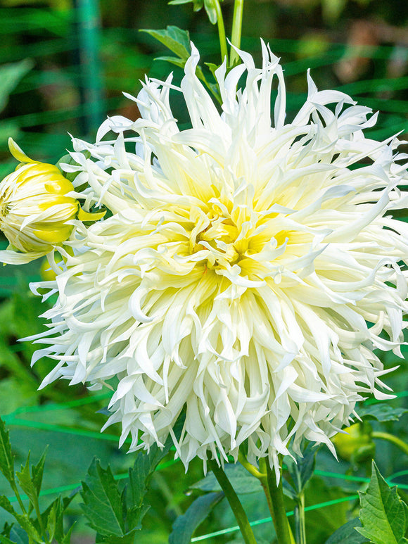 Dahlia Tsuki Yori No Shisha en fleurs avec de grandes fleurs blanches très graphiques.
