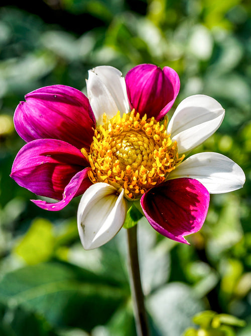 Tubercules premium de Dahlia Twyning's Smartie pour plantation au printemps