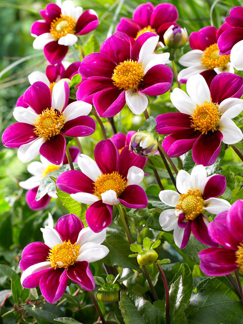 Tubercules de Dahlia Twyning's Smartie, livraison au printemps pour une plantation printanière