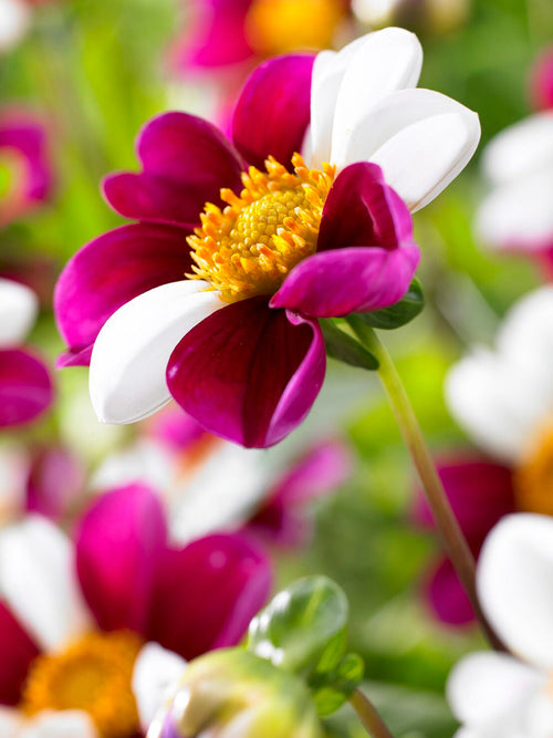Tubercules de Dahlia Twyning's Smartie aux fleurs blanches, roses et pourpres