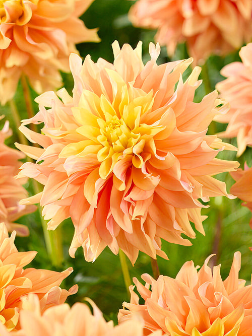 Fleurs abricot rosé du Dahlia ‘Tyrell’ sous le soleil