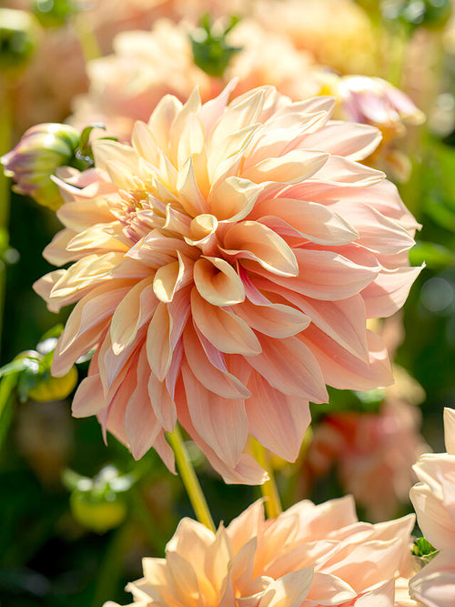 Dahlia ‘Tyrell’ abricot et crème en fleur