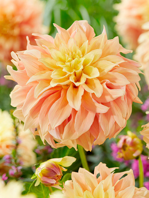 Dahlia ‘Tyrell’ décoratif au jardin en été