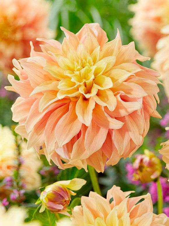 Dahlia ‘Tyrell’ décoratif au jardin en été