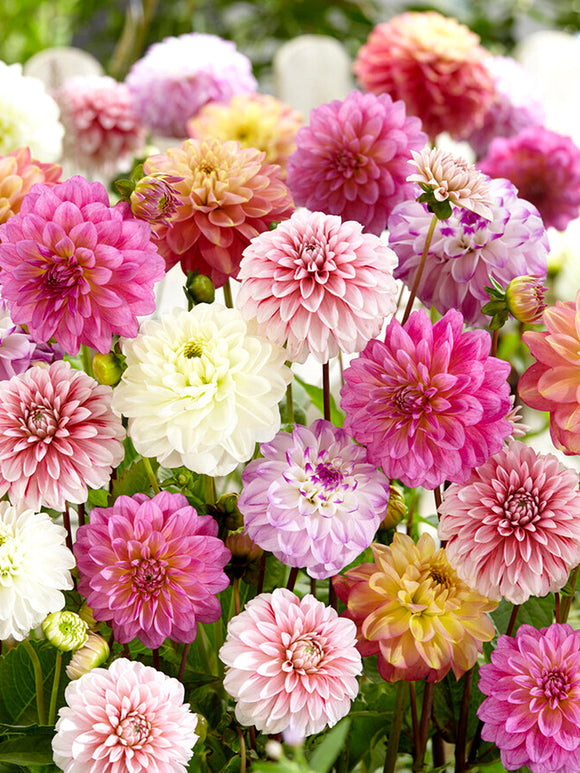 Commandez vos Dahlia Unique Pastel Mix pour les recevoir au printemps !