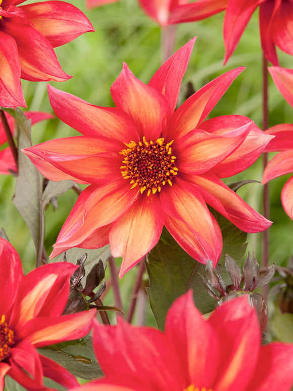 Tubercules de Dahlia Waltzing Mathilda aux fleurs pêche et corail