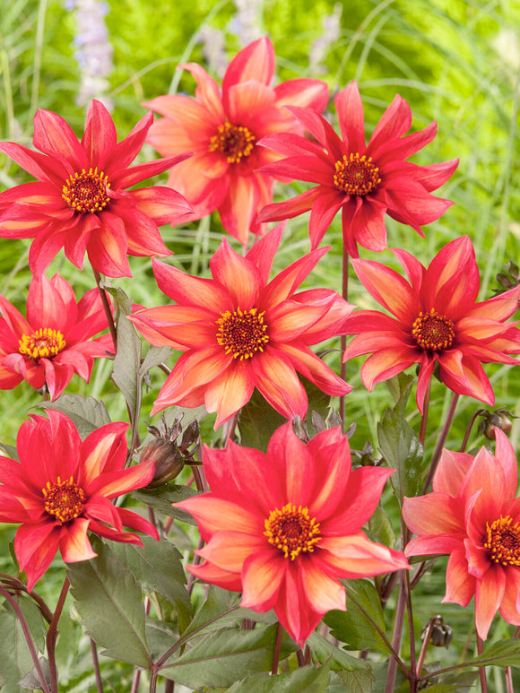 Tubercules de Dahlia Waltzing Mathilda à fleurs simples, livraison au printemps