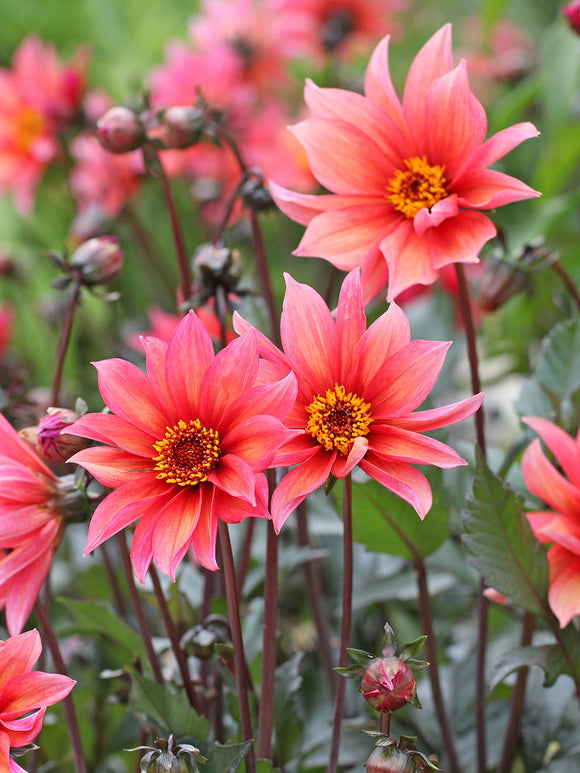 Acheter des tubercules de Dahlia Waltzing Mathilda pour le jardin d'été