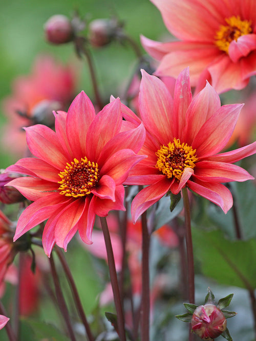 Tubercules de Dahlia Waltzing Mathilda, livraison au printemps pour une plantation printanière