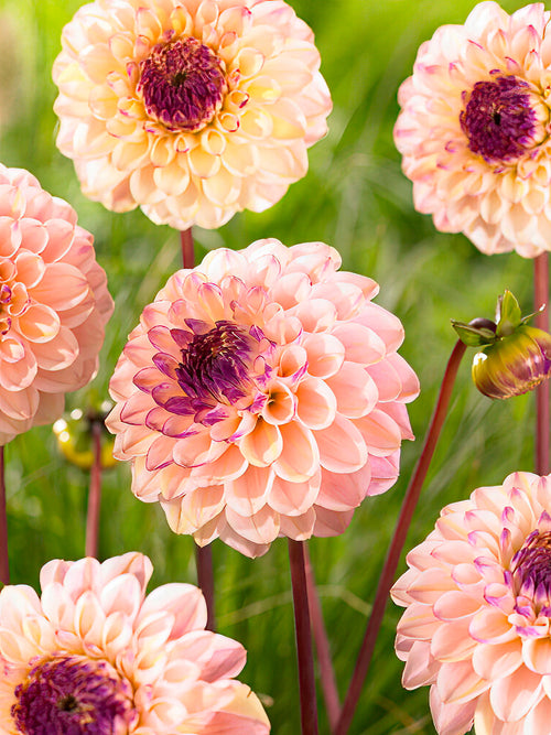 Dahlia ‘Wine Eyed Jill’ dans un massif estival