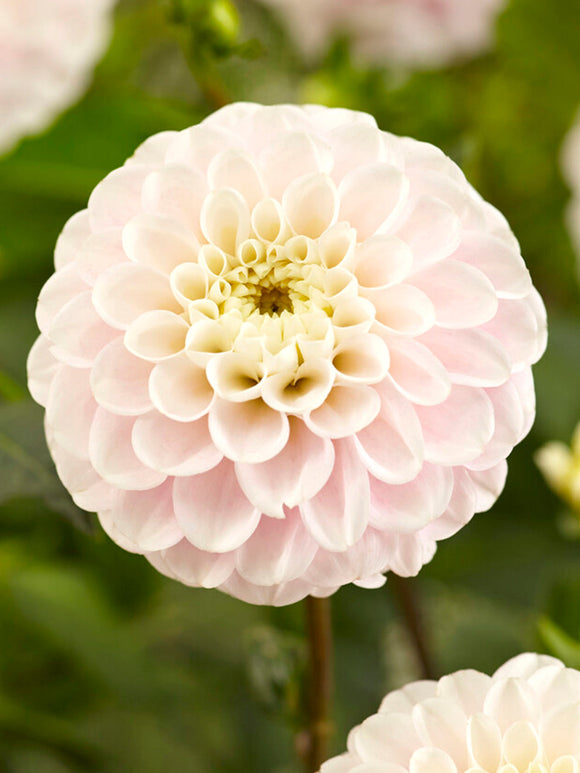 Dahlia Wizard of Lightning 
