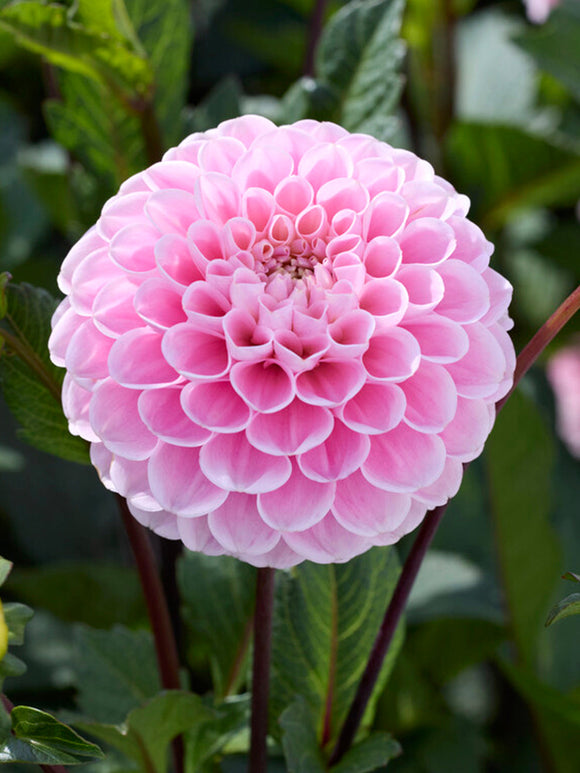 Dahlia Wizard of Oz