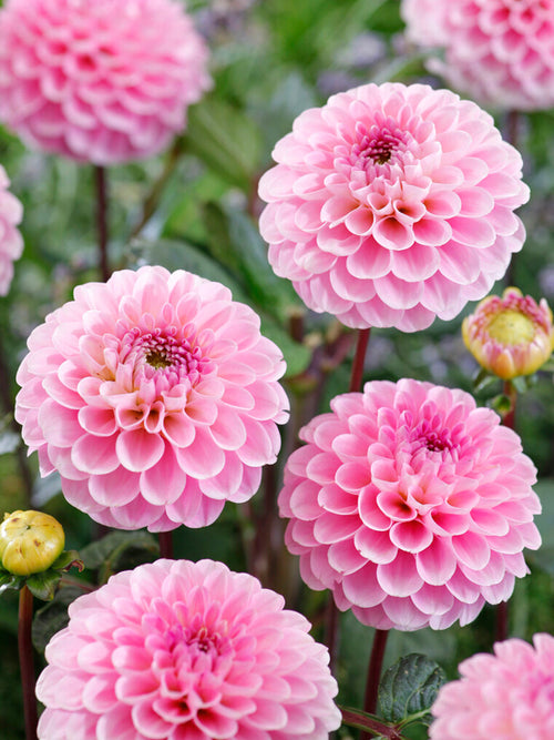 Bordure fleurie de dahlias ‘Wizard of Oz’