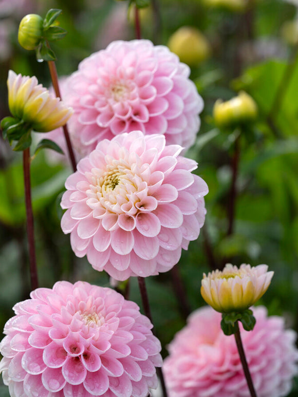 Dahlia Wizard of Oz