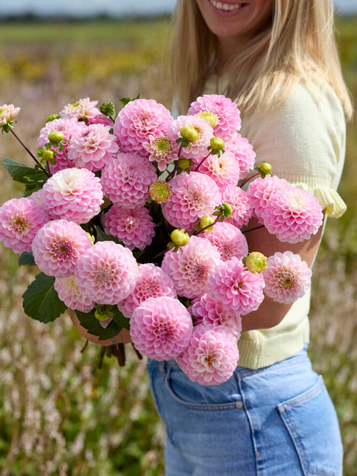 Dahlia ‘Wizard of Oz’ rose tendre