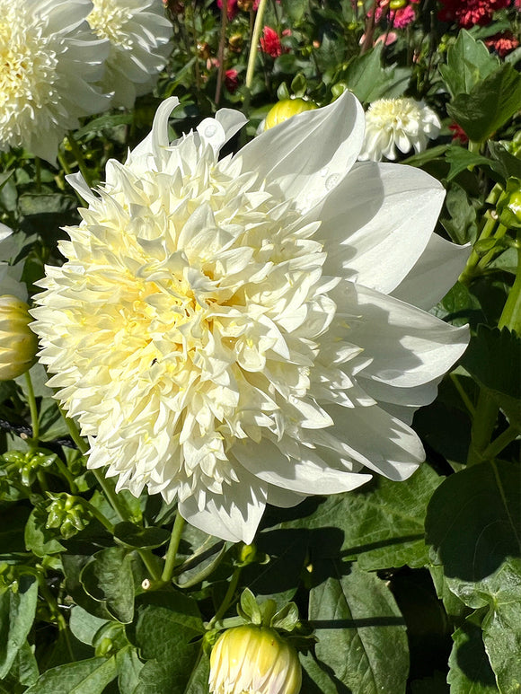 Tubercules de Dahlia Zahra, livraison au printemps pour une plantation printanière