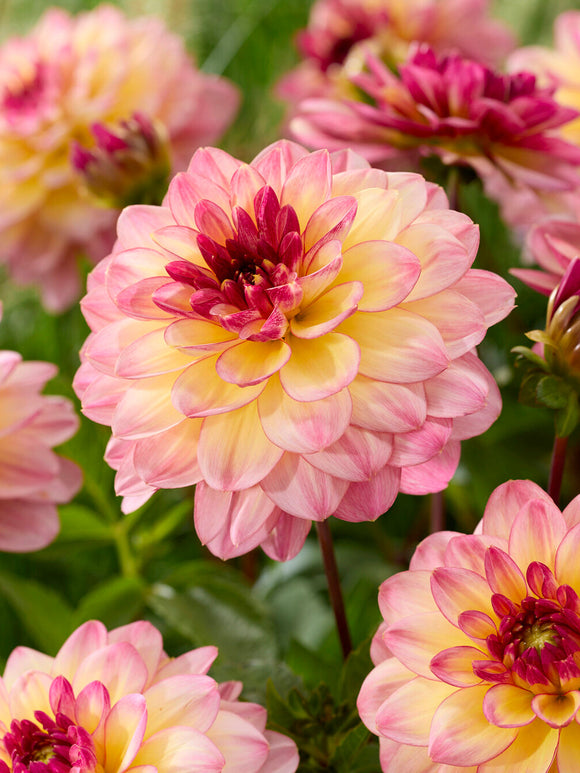 Tubercules de Dahlia Zingaro aux fleurs jaune pâle bordées de rose lilas