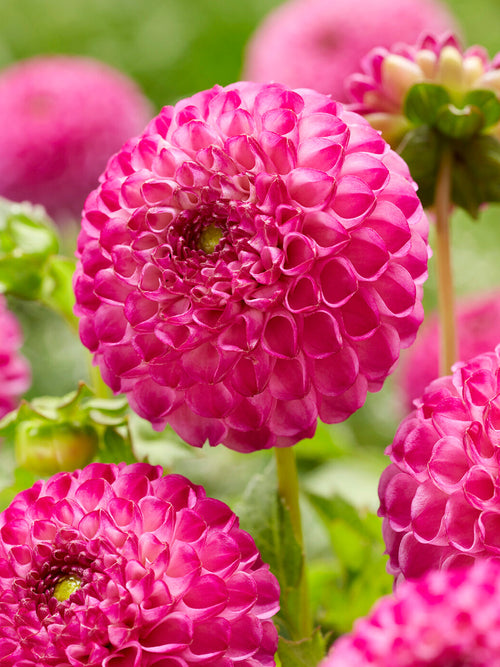 Acheter des tubercules de Dahlia Zippity Do Da pour le jardin d'été