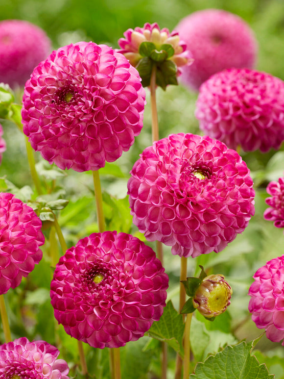 Tubercules de Dahlia Zippity Do Da, livraison au printemps pour une plantation printanière