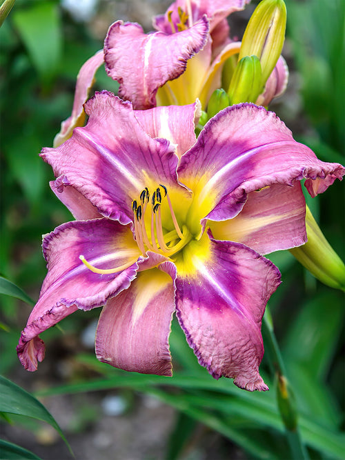 Hémérocalle Mildred Mitchell (Hemerocallis) - Expédié sous forme de racines nues au printemps