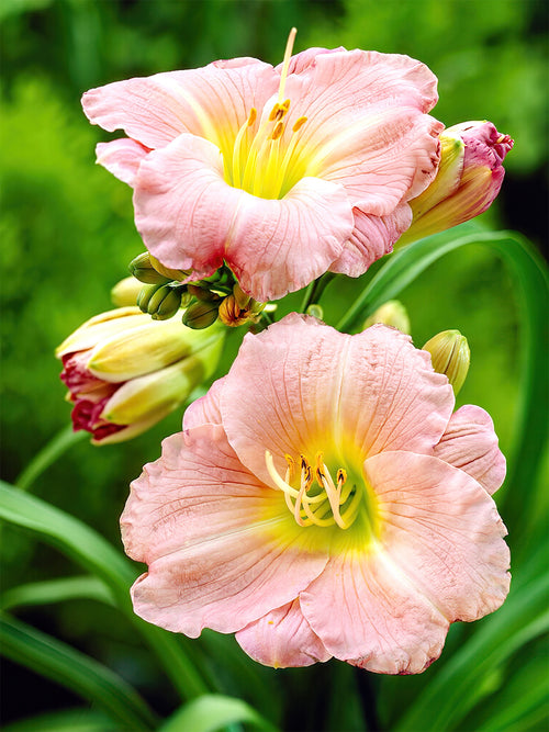 Hémérocalle Soft Secrets (Hemerocallis)