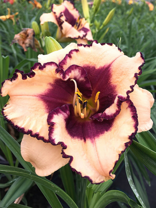Hémérocalle Tropical Surprise