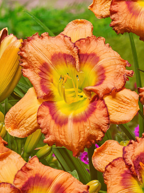 Hémérocalle Fruity Kiss (Hemerocallis) - Expédié sous forme de racines nues au printemps