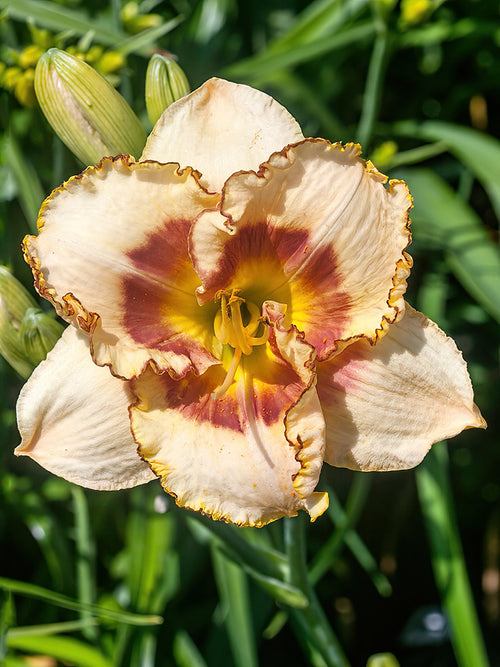 Hémérocalle Fruity Kiss (Hemerocallis)