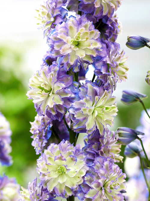 Delphinium Highlander Bolero de Hollande